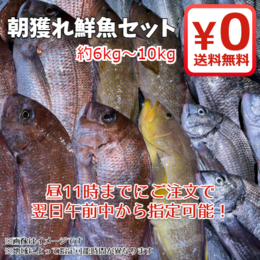 【期間限定・送料無料!】富山湾朝獲れを直送!鮮魚セット 約6kg～10kg