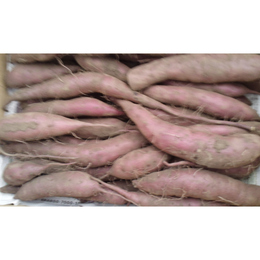 (新芋)シルクスイート【B品L～2S】土付き10kg「大きさ形にこだわらない方、業務用」茨城産