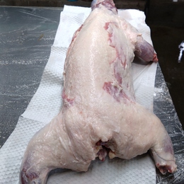 【小田原産】:限定1　アナグマ1頭  4kg 脂程よくついています
