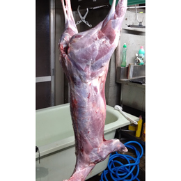 【小田原産】:限定1　鹿肉一頭売り　夏子鹿　雌10Kg