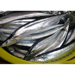★新物入荷　北海道　厚岸港直送 新鮮　特大4サンマ　2kg(12匹前後　1匹約　170g)　