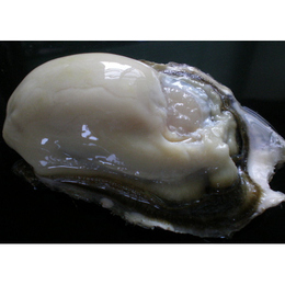 道東釧路の新鮮仙鳳趾産　特大殻付活牡蠣(160g～200g)30個
