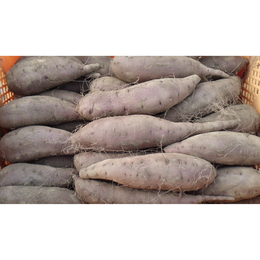 シルクスイート【2L,L,M混】土付き 10kg「大きめのM～L～小さめの2Lサイズ」