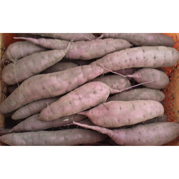紅はるか【2L,L,M混】土付き 10kg「大きめのM～L～小さめの2Lサイズ」