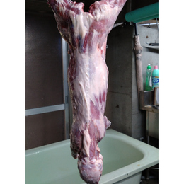 【小田原産】:限定1　猪(ウリ坊)一頭売り　雄3.8kg