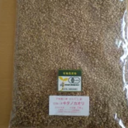 【北海道十勝本別産】有機栽培(オーガニック)有機小麦キタノカオリ20kg