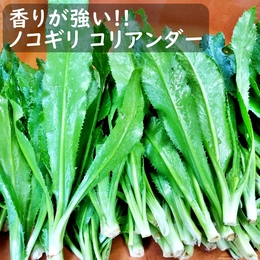 【送料込!!】生産者直送香りが強いノコギリコリアンダー