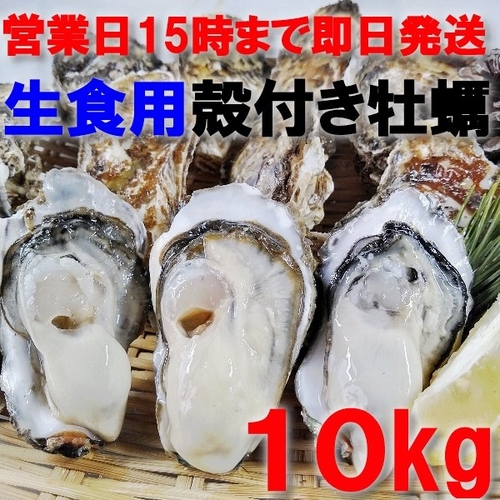 漁師直送！身入り抜群!!宮城県石巻産の殻付き牡蠣10キロ