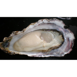 釧路の新鮮　厚岸産　特大殻付活牡蠣(150g～200g)20個