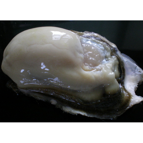 道東釧路の新鮮仙鳳趾産　特大殻付活牡蠣(160g～200g)20個