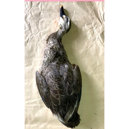 【季節限定】チルド鹿児島獲れ天然カルガモ(網獲れ為毛付)