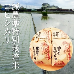 【減農薬米】元年産 新米! コシヒカリ 白米 30kg 《減農薬・特別栽培米》
