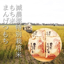 【減農薬米】元年産 新米! もち米(まんげつもち)玄米 10kg 《減農薬・特別栽培米》