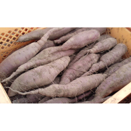 紅あずま【L,M,S混】土付き10kg「昔ながらの、ホクホクのサツマイモ!焼いても蒸しても美味しい!