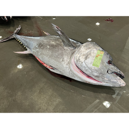 冷蔵】天然本マグロ80kg(GG:エラと内臓除去)|業務用食材卸売