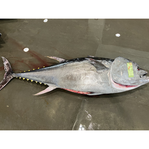 冷蔵】天然本マグロ80kg(GG:エラと内臓除去)|業務用食材卸売